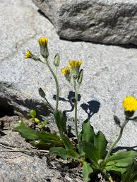 Attēlu rezultāti vaicājumam “Hieracium”