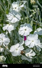 Image result for Lychnis coronaria alba