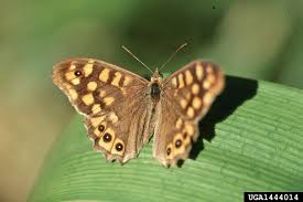 Attēlu rezultāti vaicājumam “Pararge aegeria”