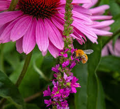 Attēlu rezultāti vaicājumam “Lignydium muscorum macro”