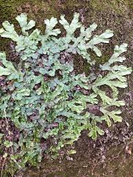 Attēlu rezultāti vaicājumam “Conocephalum”