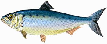 Image result for Alosa fallax