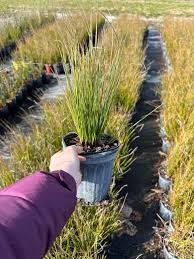 Attēlu rezultāti vaicājumam “Juncus effusus”