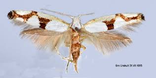 Attēlu rezultāti vaicājumam “Argyresthiidae”