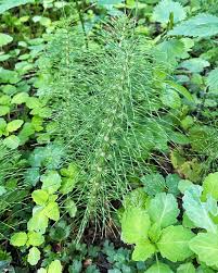 Attēlu rezultāti vaicājumam “Equisetum telmateia”