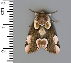 Attēlu rezultāti vaicājumam “Thyatira batis”