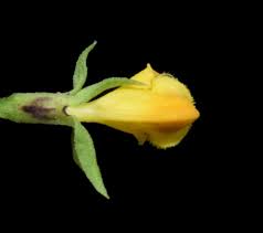 Attēlu rezultāti vaicājumam “Melampyrum sylvaticum flower”