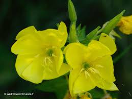 Image result for Oenothera biennis