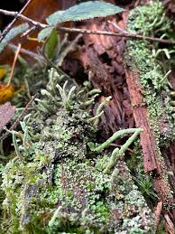 Attēlu rezultāti vaicājumam “Cladonia coniocraea”