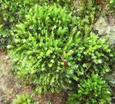 Attēlu rezultāti vaicājumam “Aulacomnium androgynum sporophyte”