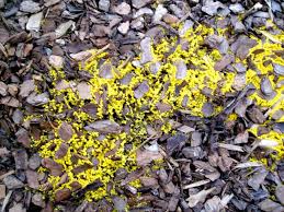 Attēlu rezultāti vaicājumam “Fuligo gyrosa spores”