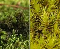 Attēlu rezultāti vaicājumam “Dicranum spurium”