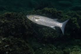 Image result for Chelon saliens