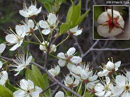 Attēlu rezultāti vaicājumam “Prunus (plum-tree) flower”