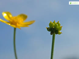 Attēlu rezultāti vaicājumam “Ranunculus flammula fruit”