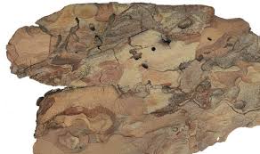 Attēlu rezultāti vaicājumam “Nothorhina punctata”