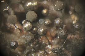 Attēlu rezultāti vaicājumam “Collaria arcyrionema”