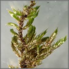 Attēlu rezultāti vaicājumam “Hypnum cupressiforme var. lacunosum sporophyte”