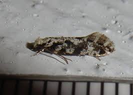 Attēlu rezultāti vaicājumam “Nemapogon cloacella”