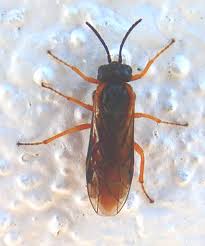 Attēlu rezultāti vaicājumam “Nematus ribesii”