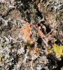 Attēlu rezultāti vaicājumam “Erythricium aurantiacum”