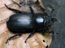 Attēlu rezultāti vaicājumam “Lucanidae”