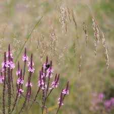 Attēlu rezultāti vaicājumam “Molinia caerulea fruit”