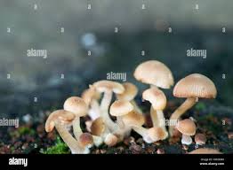 Attēlu rezultāti vaicājumam “Psathyrella pygmaea”