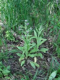 Attēlu rezultāti vaicājumam “Cynoglossum officinale flower”
