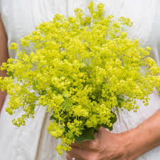 Attēlu rezultāti vaicājumam “Alchemilla subcrenata  flower”