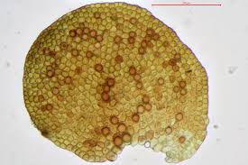 Attēlu rezultāti vaicājumam “Frullania fragilifolia”