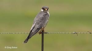 Image result for Falco amurensis