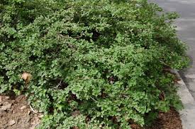 Attēlu rezultāti vaicājumam “Ribes alpinum”