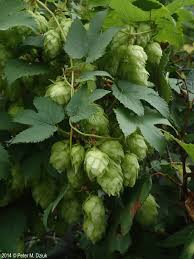 Attēlu rezultāti vaicājumam “Humulus lupulus fruit”