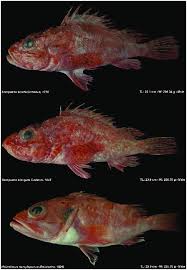 Image result for Scorpaena scrofa