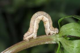 Attēlu rezultāti vaicājumam “Colostygia pectinataria female”