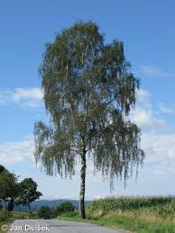 Attēlu rezultāti vaicājumam “Betula pendula”