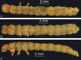Attēlu rezultāti vaicājumam “Bolitophagus reticulatus larva”