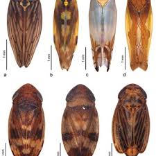 Attēlu rezultāti vaicājumam “Lamprotettix nitidulus”