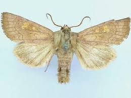 Attēlu rezultāti vaicājumam “Amphipoea”