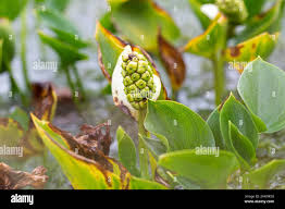 Attēlu rezultāti vaicājumam “Calla palustris fruit”