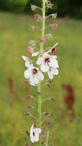 Image result for Verbascum blattaria