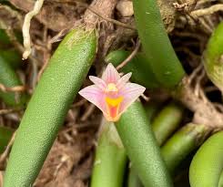 Attēlu rezultāti vaicājumam “Oxyrrhynchium hians var. rigidum”