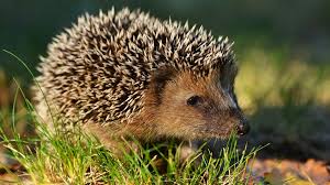 Image result for Igel