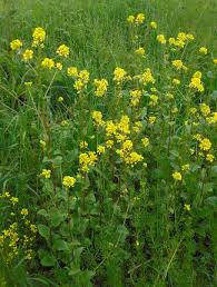 Attēlu rezultāti vaicājumam “Sinapis arvensis”