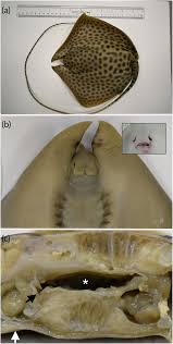 Image result for Himantura uarnak