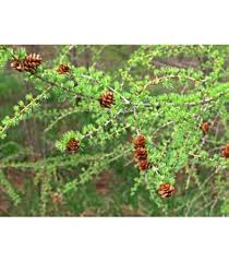 Attēlu rezultāti vaicājumam “Larix kaempferi fruit”