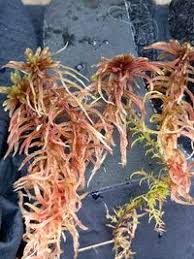 Attēlu rezultāti vaicājumam “Sphagnum warnstorfii”