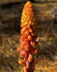 Attēlu rezultāti vaicājumam “Comatricha alta stalked”