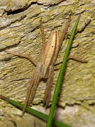 Attēlu rezultāti vaicājumam “Tibellus oblongus”